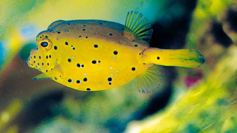 Auf einem Innovationssymposium 2005 in Washington präsentierte Mercedes die Studie Bionic Car, die sich am Kofferfisch orientiert.  (Bild: Mercedes Benz)