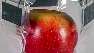 Dieser einfach aufgebaute dreiarmige elektrohydraulische Greifer kann leichte Objekte schnell und sicher greifen.  (Bild: N. Kellaris et al., Adv. Sci. 8, 2100916 (2021))