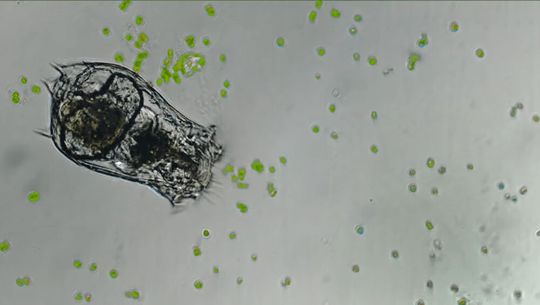 Rädertierchen fressen einzellige Algen, die hier im Bild grün hervorgehoben sind. Rädertierchen fressen einzellige Algen, die hier im Bild grün hervorgehoben sind.