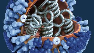 Die Evolutionsgeschichte von Viren kann helfen, neue Therapien gegen sie zu entwickeln (Symbolbild). (Pixnio/Doug Jordan, M.A, USCDCP)