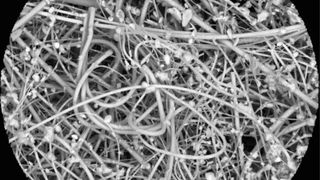 Das Bild zeigt eine Aufnahme eines Quarzfaserfilters unter dem Elektronenmikroskop. Auf dem Filter sind zahlreiche mikrometergroße Mikroplastikpartikel zu sehen, die aus Staub stammen. Diese feinen Partikel, die in der Raumluft vorkommen, haften am Filtermaterial und erscheinen als kleine, unregelmäßige Formen auf der Bildfläche. Solche Bilder helfen dabei, die Verbreitung und Zusammensetzung von Mikroplastiken in Innenräumen besser zu verstehen und deren potenzielle Gesundheitsgefahren einzuschätzen. (Bild: Human exposure to PM10 microplastics / Nadiia Yakovenko / CC BY 4.0 / eurekalert.org)