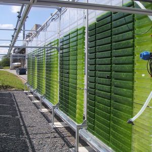 Die Algenkultivierungsanlage verfügt über sechs Reaktoren von jeweils 180 Litern.