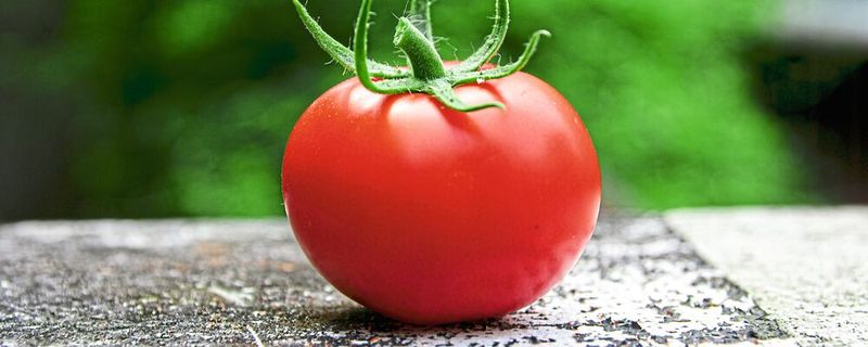 Tomatenpflanzen können von dem TSW-Virus befallen werden, was zu Verfärbungen der Pflanzenblätter und Ernteeinbußen führt. (Symbolbild)(Bild:  frei lizenziert, Avin CP / Unsplash)