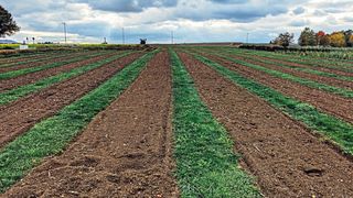 Pfanzenreste auf dem Acker sollten in den Boden eingebracht werden, um CO2 aus dem Kohlenstoffkreislauf im Erdreich zu binden (Symbolbild) (Bild: gemeinfrei, Markus Winkler)