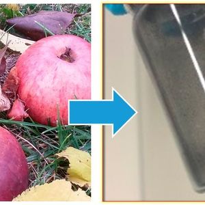 Das neue kohlenstoffbasierte Material für Natrium-Ionen-Batterien kann aus Äpfeln gewonnen werden.