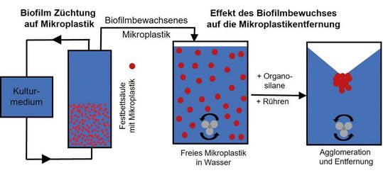 Abb. 2: Schematische Darstellung des Versuchsablaufs zur Biofilmkultivierung auf Mikroplastik und der anschließenden Tests zur Mikroplastikentfernung [13]. (Bild:  Wasser 3.0)