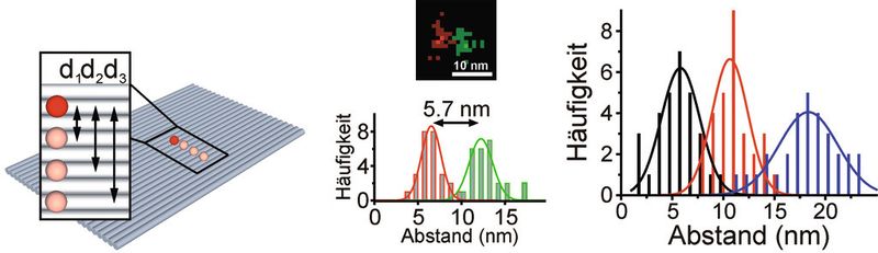 Abb. 3: Schematische Ansicht des Lineals mit Farbstoffabständen im Bereich 6-18 nm (links), superaufgelöstes Bild und Abstandsmessung (mitte) sowie Histogramm gemessener Abstände für die drei Abstände 6, 12, und 18 nm [4]. (Bild: TU Braunschweig)