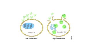 Der Celltox Green Cytotoxicity Assay von Promega ermöglicht Wissenschaftlern, zytotoxische Auswirkungen von Substanzen in Zellkulturen nachzuweisen. (Bild: Promega)