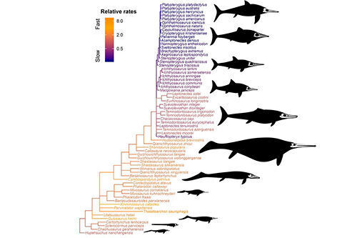 Ichthyosaurs rapidly evolved a large range of forms and sizes early in their evolution, but after a bottle neck at the end of the Triassic, show much slower rates and more restricted variety.  (Dr Ben Moon & Dr Tom Stubbs)