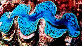 The photoprotective effect enables giant calms to live in very shallow tropical waters where there is enough light for photosynthesis, but also potentially harmful UV radiation levels. (Source: Susann Rossbach)