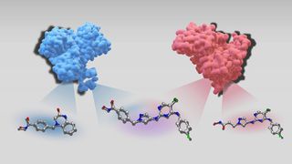 Dreidimensionale Strukturen von zwei Zielproteinen, Histon-Deacetylase 6 (blau) und Tyrosine-Proteinkinase JAK2 (rot), zusammen mit jeweils einem selektiven Inhibitor. Der duale Inhibitor in der Mitte ist gegen beide Enzyme aktiv. (Bild: Sanjana Srinivasan & Jürgen Bajorath)