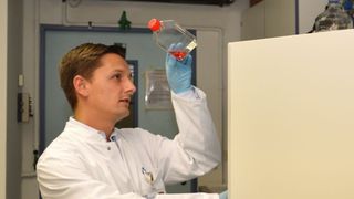 Abb. 1: Mit Hilfe von Zellkulturmodellen untersucht Prof. Sebastian Zeißig die Ursachen von chronisch-entzündlichen Darmerkrankungen und Darmkrebs. (Bild: Ann-Kathrin Wenke, Copyright: EXC)