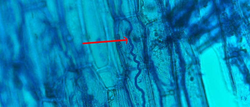 Infektionen mit Epichloë-Pilzen sind in der Regel von außen nicht sichtbar. Der rote Pfeil zeigt auf eine Epichloë-Hyphe zwischen den Pflanzenzellen. (Jochen Krauss)