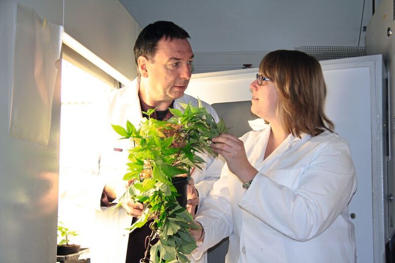Axel Mithöfer und Anja Meents begutachten eine Süßkartoffelpflanze.  ( Angela Overmeyer, MPI chem. Ökol.)