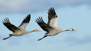 Radiowellen von Hörfunk, CB-Funk und Fernsehen können den Magnetkompass von Zugvögeln stören. (Bild: Ana Gram - stock.adobe.com)