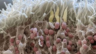 Bruch durch die menschliche Netzhaut (Retina): Stäbchen- (weiss) und Zapfenzellen (dunkel) (Quelle: eyeofscience.com) (Archiv: Vogel Business Media)