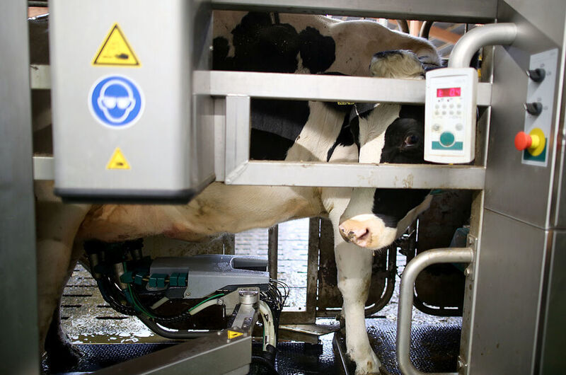 Diese Kuh nutzt gerade die Dienste eines Melkroboter. Die Digitaltechnik in der Landwirtschaft ist weit fortgeschritten - und die Folgen vielfältig. (Oliver Berg/dpa)