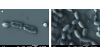  (Bild: Friedrich-Schiller-Universität Jena)