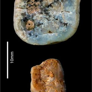Paranthropus molars recovered from Nyayanga site. Left upper molar (top) was found on the surface at the site, and the left lower molar (bottom) was excavated.(Source:  S. E. Bailey, Homa Peninsula Paleoanthropology Project)