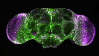 An der Taufliege Drosophila melanogaster können Wissenschaftler sehr gut studieren, wie Neurodegeneration funktioniert bzw. wie Nervenzellen geschädigt werden. (Bild: Dr. Teresa Niccoli, University College London, UK)