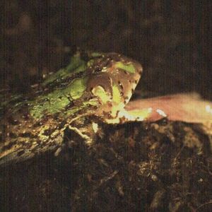 (Bild: Thomas Kleinteich)