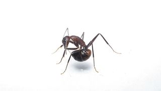 Eine Ameise (Camponotus cf. nicobarensis), die gerade versucht, Ameisensäure aus ihrer Giftblase zu schlucken (Simon Tragust)