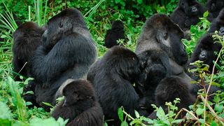 Berggorillas im Bwindi National Park bei der Fellpflege, eine Gruppe mit mehreren Silberrücken, wie es sie nur bei Berggorillas gibt (Bild: Mike Cranfield, Gorilla Doctors )
