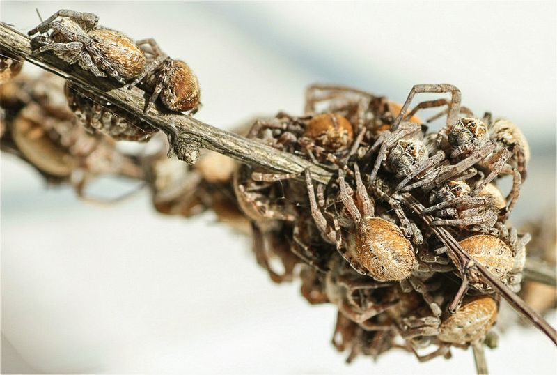 Bild einer Gruppe der sozialen Spinne Stegodyphus dumicola (Anja Junghanns)