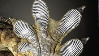 Das Gecko-Prinzip ahmt die Oberflächenstruktur der haftenden Reptilienfüße nach und erlaubt den Tieren das mühelose Erklettern vertikaler Flächen.  (Bild: Courtesy of U. of Akron)