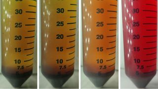 Nährbouillon, mit der die Abtrennung roter Blutkörperchen aus Vollblut untersucht wurde. Dem Blut war eine koloniebildende Einheit von Escherichia coli zugesetzt worden. Die Proben wurden vier Stunden lang bei unterschiedlichen orbitalen Schüttelgeschwindigkeiten inkubiert – von links nach rechts: 0, 65, 120 und 200 U/min. Dabei bildet sich im oberen Bereich der Gefäße eine bakterienreiche, plasmaähnliche Schicht, während die zu sogenannten Rouleaux verklumpten roten Blutkörperchen zu Boden sinken (Bild: Pak Kin Wong)