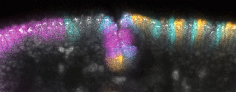 Genexpression in der Kopffurche eines Embryos von Drosophila melanogaster. Die Zellkerne sind grau dargestellt, die Farben zeigen, wo die Gene slp1 (cyan), btd (magenta) und eve (gelb) exprimiert werden.  (Bild: Bruno C. Vellutini / MPI-CBG / Nature (2025) )