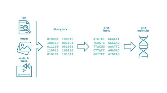 The new strategic partnership between Atlas and imec aims to accelerate the development of digital data storage using synthetic DNA.(Image: IMEC)