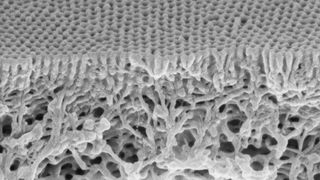 Mikroskopische Aufnahme der Doppelmembran  (Bild: GKSS)