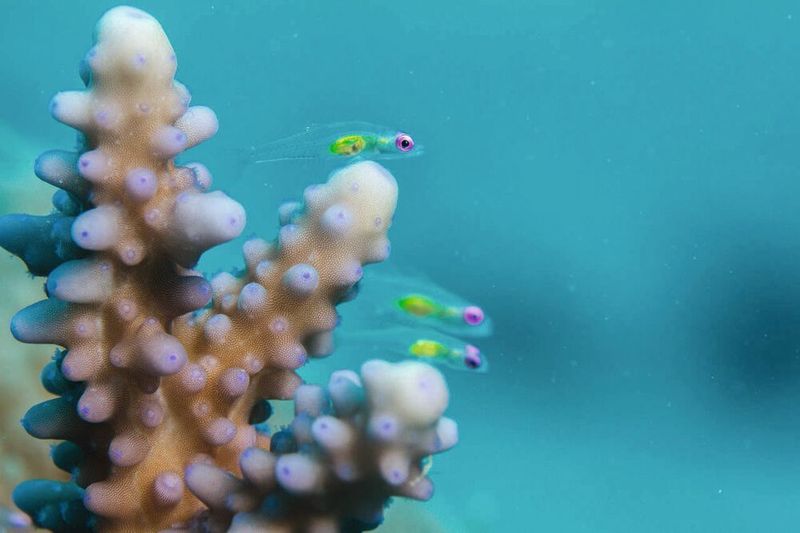 Bryaninops natans (Violettaugen-Zwerggrundel) und Acropora hemprichii im zentralen Roten Meer. (Anna Roik)