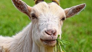 Ziegen nehmen beim Weiden auch Dreck auf, der ihre Zähne abschleift (Symbbolbild). (gemeinfrei, FitMum)