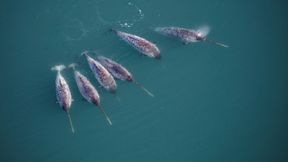 Narwale – hauptsächlich die Männchen – zeichnen sich durch einen langen, schraubenförmig gewundenen Stoßzahn aus. (Bild: Carsten Egevang, Greenland Institute of Natural Resources, Nordwest-Grönland, 2021)