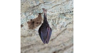 Fledermäuse in den USA und in Kanada sterben in Massen an der Infektion mit einem Pilz, der bei ihnen das so genannte White-Nose-Syndrom (WNS) auslöst. (Fotolia_80128329_© ID1974)