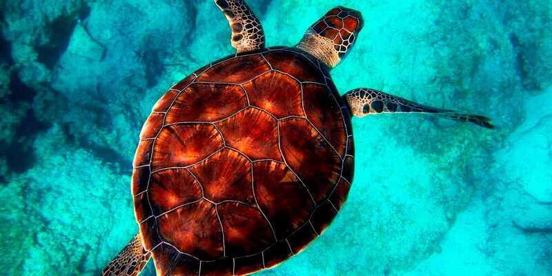 Wie finden Meeresschildkröten quer über den Ozean den Strand, an dem sie selbst geschlüpft sind, um dort ihre Eier zu legen? Eine Art „sechster Sinn“, den weit mehr Lebewesen als nur Fische und Schildkröten zu haben scheinen, scheint dafür verantwortlich zu sein. (Symbolbild)