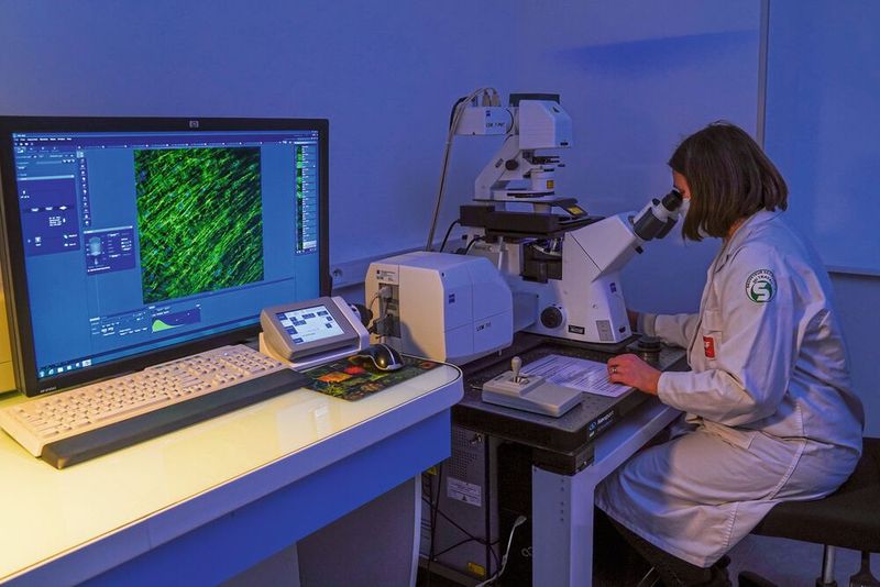 Audrey Pierrot, Histologietechnikerin bei BASF Beauty Care Solutions France S.A.S, verwendet ein Konfokal-Laser-Scanning-Mikroskop für die Visualisierung von Kollagen I (in grün auf dem Bildschirm) in menschlichen Zellkulturen. Auf Basis dieser Erkenntnis entwickelte BASF einen kosmetische Wirkstoff, der hauteigene, lebende Probiotika – Lactobacillus crispatus-Bakterien – enthält. (Bild: BASF)