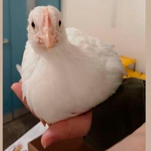 A laying hen chick sitting on a person's hand.(Source:  University of Bristol)