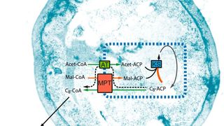 Mit einer modifizierten Fettsäuresynthase (schematisch dargestellt durch ihre synthetischen Eigenschaften innerhalb der blauen Box) kann man eine Hefezelle dazu bringen, kurzkettige Fettsäuren zu produzieren. Die Synthese ist mit einem mehrstufigen Industrieprozess vergleichbar. Durch gezielte Veränderungen der natürlichen Synthese werden Teilprozesse beschleunigt oder verlangsamt (grüne und rote Pfeile), sodass vorzeitig kurzkettige Fettsäuren abgespalten werden. (Eckhard Boles und Martin Grininger)