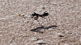 Die Wüstenameise Cataglyphis fortis lebt in kargen Salzpfannen im wüstenhaften Süden Tunesiens. Wenn sie von der Nahrungssuche in ihr Nest zurückkehrt, vollbringt sie eine navigatorische Meisterleistung.  (Markus Knaden, MPI chem. Ökol.)