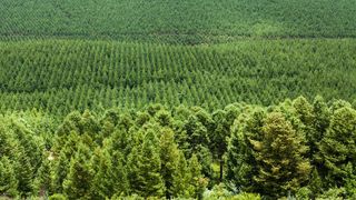 Brambles ist auf dem besten Weg, ein durch und durch klimaneutrales Unternehmen zu werden. Das Symbolbild zeigt einen Ausschnitt der Springfield Farm im südafrikanischen KwaZulu-Natal. (Brambles)