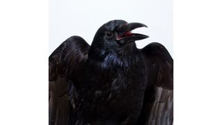 Neuroscientific data indicate that crows are capable of consciously perceiving sensory input – a capability that was previously only demonstrated in humans and other primates. (Tobias Machts/University of Tübingen)