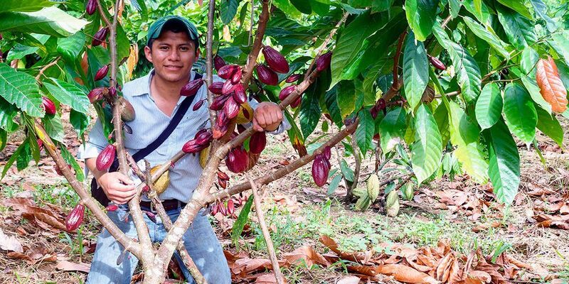 Study co-author Marlon Ac-Pangan visits a cacao farm in Lachua region, Guatemala. (University of Illinois)