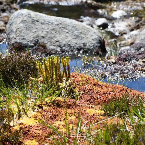 A diverse community of land plants, ranging from mosses to flowering species, grow together in boggy stream in the Cairngorms National Park, Scotland.