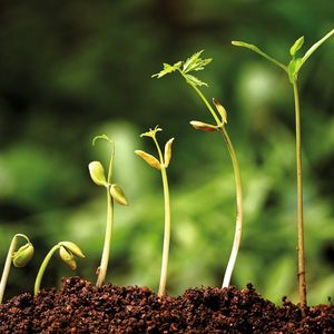 Die theoretische Trennung von Ist-Analyse und Soll-Konzeption in Prozessmanagement-Projekten erstickt die Dynamik des Projektes im Keim.