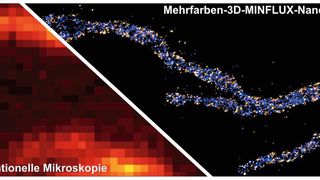 Zwei Proteine in der inneren Mitochondrienmembran sind angefärbt: Eine Untereinheit des MICOS-Komplexes leuchtet in orange, eine Untereinheit der ATP-Synthase leuchtet blau. Der Größenbalken entspricht 500 Nanometern. (Bild: Till Stephan & Jasmin Pape / Max-Planck-Institut für biophysikalische Chemie)