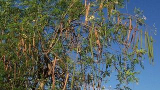 Bessere Wasserreinigung kann mit dem Saatgut der Moringa-Bäume gelingen. (Bild: ILL)