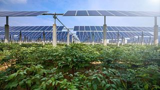Agri-Photovoltaik will die Solarstromerzeugung und Landwirtschaft unter einen Hut bringen. Diesen Ansatz will die Bundesregierung künftig über das Erneuerbare-Energien-Gesetz (EEG) stärker fördern.  (Bild: jeson - stock.adobe.com)